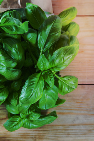 Basil plant against wooden background. Copy space.の写真素材