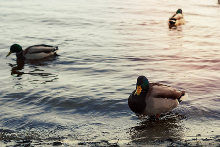 Close up drake ducks floating in water concept photo. Wild birds in park. Wildlife. Front view photography with blurred background. High quality picture for wallpaper, travel blog, magazine, articleの写真素材