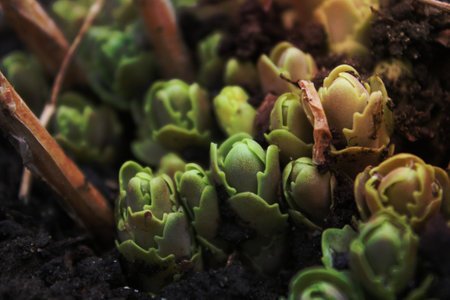 Close up growing succulents in wet soil concept photo. Botanical garden. Green buds. Top view photography with blurred background. High quality picture for wallpaper, travel blog, magazine, articleの写真素材