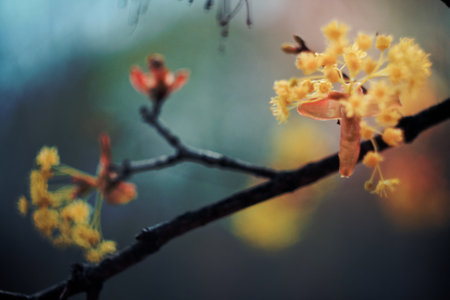 Close up flowering linden branch concept photo. Medicinal plants in park. Front view photography with blurred background. High quality picture for wallpaper, travel blog, magazine, articleの写真素材