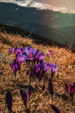Close up blooming crocuses on hill concept photo. First spring flowers. Front view photography with mountains on background. High quality picture for wallpaper, travel blog, magazine, articleの写真素材