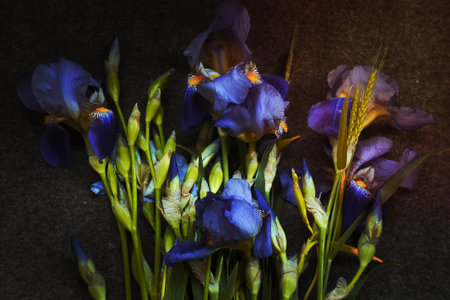 Close up withered irises concept photo. Wilted flowers lying on ground. Top view photography with blurred background. High quality picture for wallpaper, travel blog, magazine, articleの写真素材