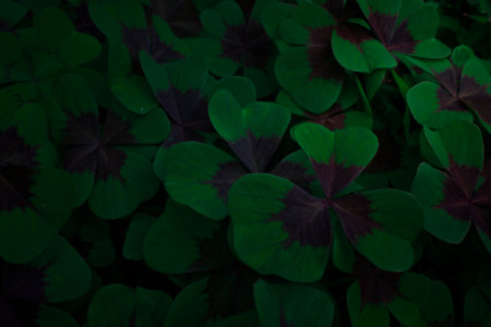 Close up shamrock clovers meadow concept photo. Three leaf plants with dark center. Front view photography with blurred background. High quality picture for wallpaper, travel blog, magazine, articleの写真素材