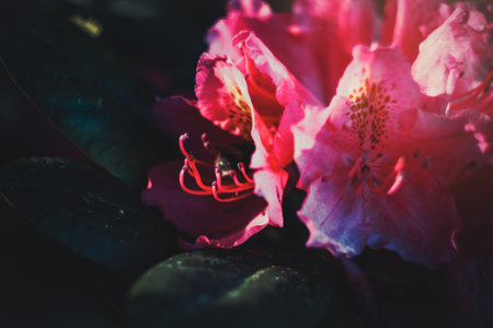 Close up blooming tropical fuchsia flowers with antennas concept photo. Front view photography with blurred background. High quality picture for wallpaper, travel blog, magazine, articleの写真素材