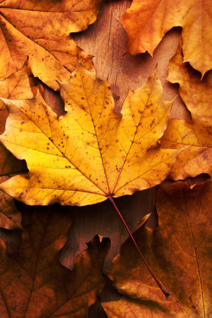 Autumn Leaves over wooden backgroundの写真素材