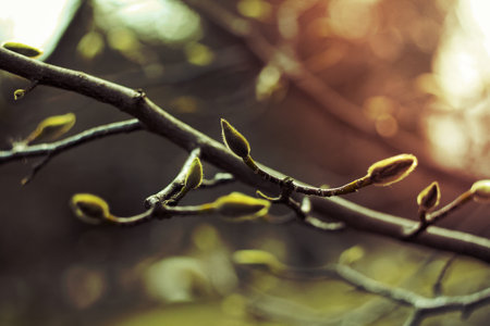 Close up small undeveloped leaf buds on tree branch in springtime concept photo. Front view photography with blurred background. High quality picture for wallpaper, travel blog, magazine, articleの写真素材