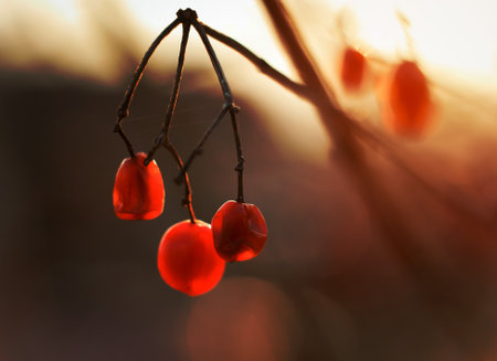 Close up autumn withered rowan berries on dried branch concept photo. Fall season. Front view...