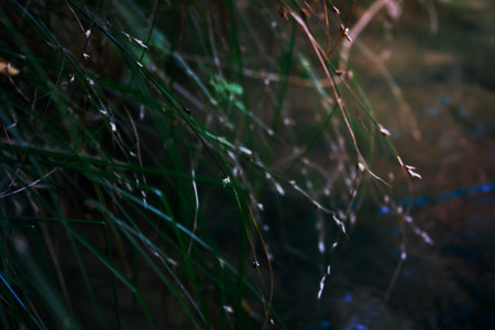 Close up wild green grass growing in field concept photo. Meadow plants. Side view photography with blurry background. High quality picture for wallpaper, travel blog, magazine, articleの写真素材