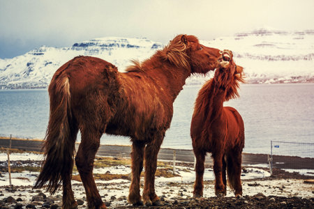 Horse cuddling foal on pasture landscape photo. Beautiful nature scenery photography with sea on background. Idyllic scene. High quality picture for wallpaper, travel blog, magazine, articleの写真素材