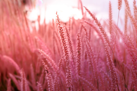 Blurred,Wild grass flower blossom, Beautiful growing and flowers on meadow on Soft focus pastel pink backgroundの写真素材