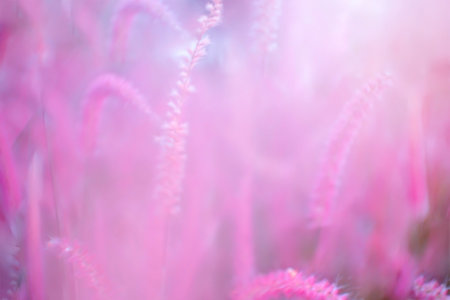 Blurred of Pink flower blossom on field.Beautiful growing and flowers on meadow on Soft focus pastel pink backgroundの写真素材