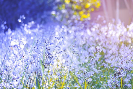 Blurred,Purple flower blossom on field. Beautiful growing and flowers on meadow blooming in the morning,selective focus nature on bokeh background,vintage styleの写真素材
