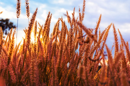 Grass flower illuminated with golden sunshine.Beautiful growing and flowers on meadow blooming in the morning,selective focusの写真素材
