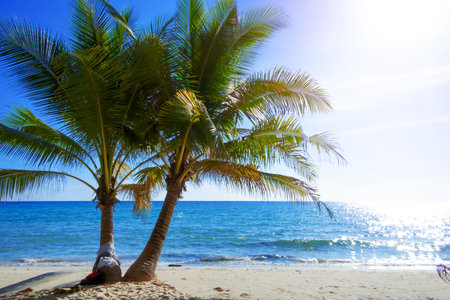 Palm tree on the tropical beach,with a beautiful  sea view on blue sky nature backgroundの写真素材