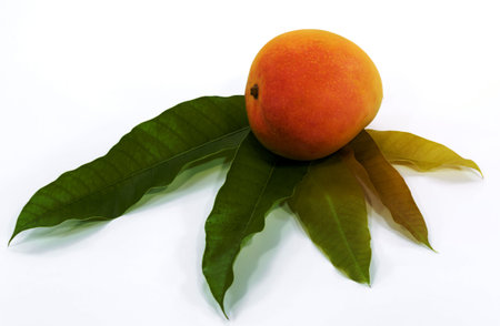 Mango fruit yellow isolated on white background, top view, healthy food concept.の写真素材