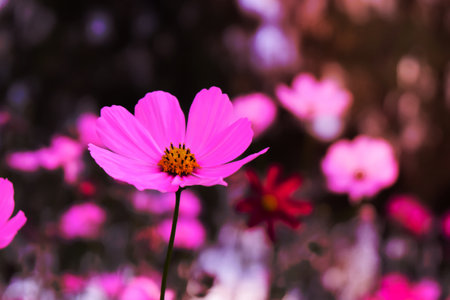 pink cosmos flower blossom on field. Beautiful growing and flowers on meadow blooming in the...