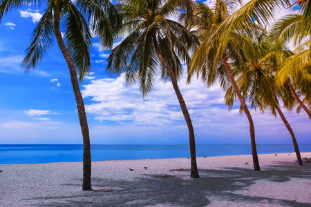 Palm tree on the tropical beach,with a beautiful sea view on blue sky nature backgroundの写真素材