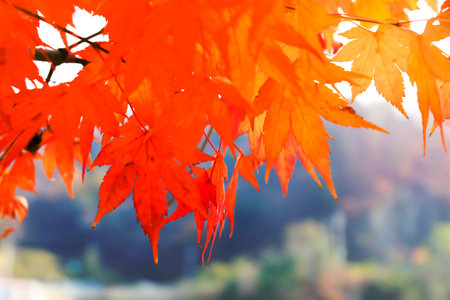 Red maple leaves nature backgroundの写真素材