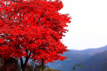 Red maple leaves tree in autumn season on the island of Nami,South Korea