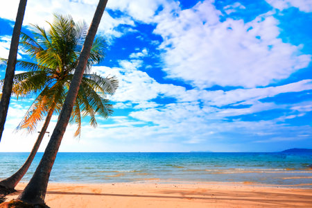 Tropical beach background as summe with palm tree on blue sky and white cloud for travel and vacation in holidayの写真素材