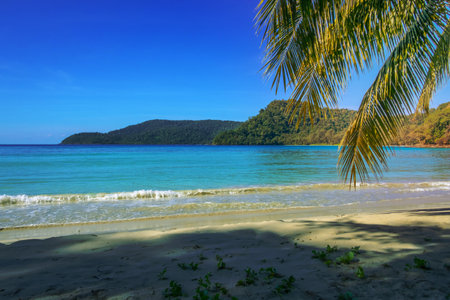 Summer landscape with the palm tree on tropical beach beautiful sea viewの写真素材