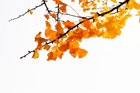 Yellow ginkgo biloba leaves in autumn on white backgroundの写真素材