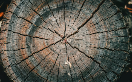 beautiful dry wood stump. cracked wood texture on maple stumpの素材