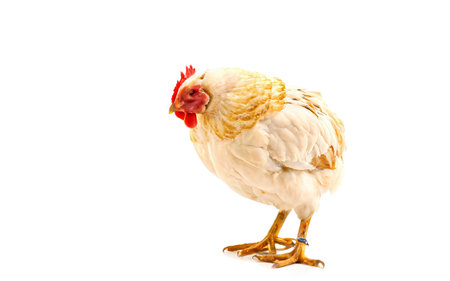 Chicken on white backgroundの素材