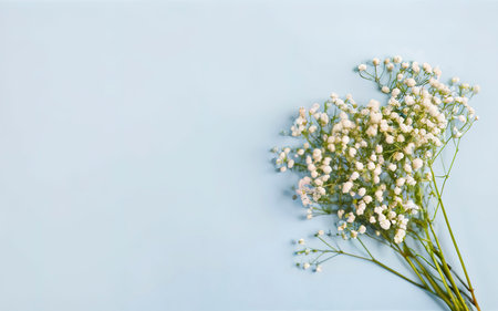 Flowers composition. Gypsophila flowers on pastel blue backgroundの素材