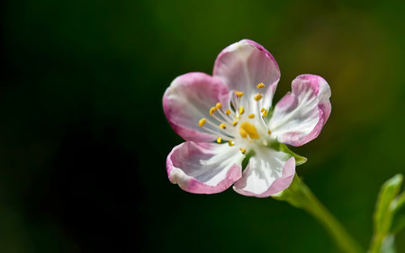 Close up wallpaper of a single flower during spring with copy spaceの素材