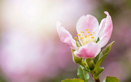 Close up wallpaper of a single flower during spring with copy spaceの素材
