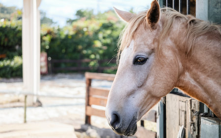 Side view of horse at the farm stablesの素材