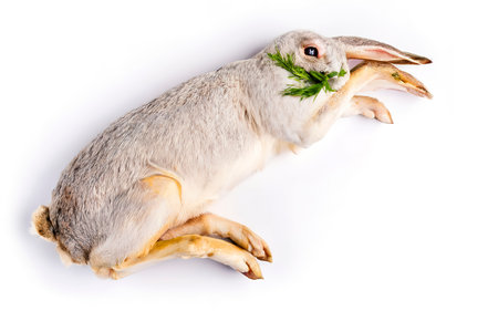 Whole raw rabbit Isolated on white backgroundの素材