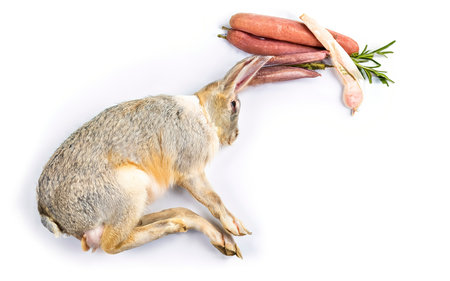 Whole raw rabbit Isolated on white backgroundの素材