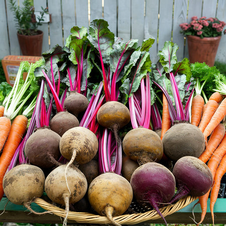 beetroot and carrotsの素材