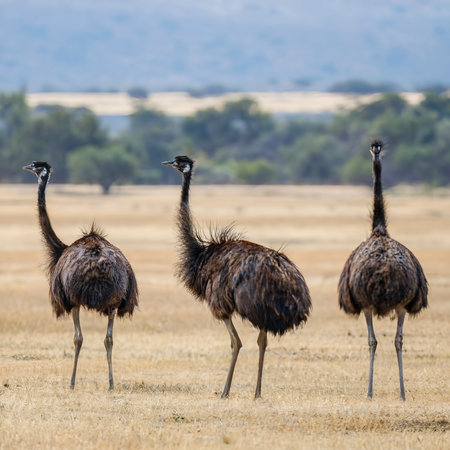 Group of Emu birds in the wildの素材
