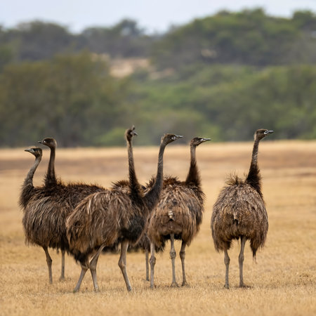 Group of Emu birds in the wildの素材