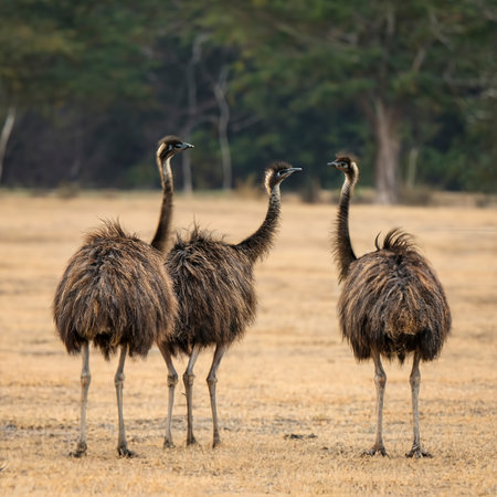 Group of Emu birds in the wildの素材