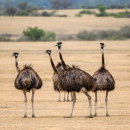Group of Emu birds in the wildの素材