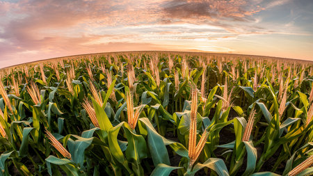 panoramic shot raw sweet cornの素材