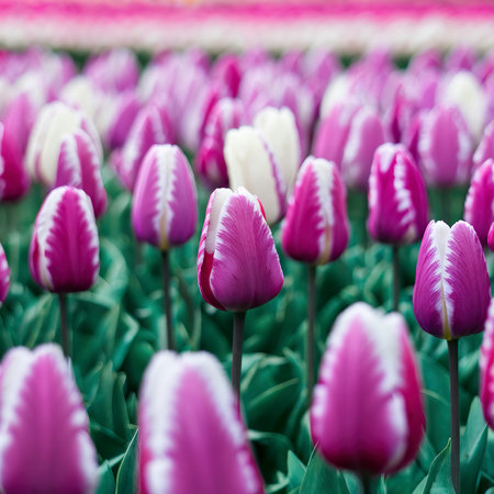 selective focus colorful tulips fieldの素材