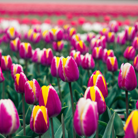 selective focus colorful tulips fieldの素材