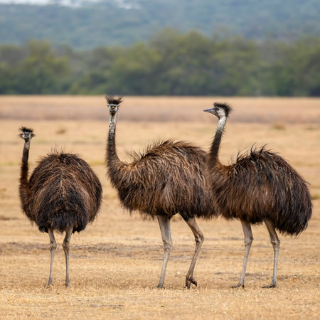 Group of Emu birds in the wildの素材