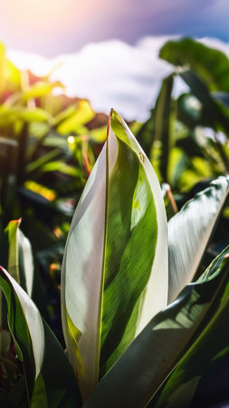 fresh tropical green leaf whiteの素材