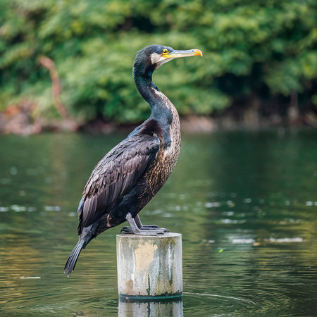 Great cormorant, Phalacrocorax carbo, standing peacefully on a pylon upon the lakeの素材