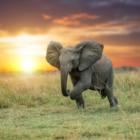 World Wildlife Day, Elephant Baby Running Between The Tall Grass Of African Jungle during Sunsetの素材