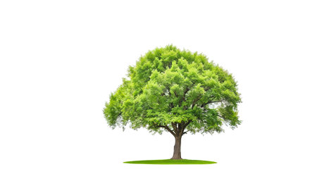 Green Tree Isolated on White backgroundの素材