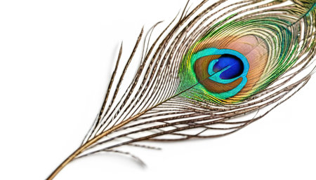 beautiful Peacock feather on white backgroundの素材