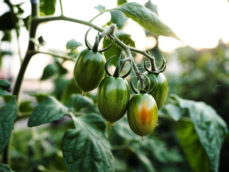 A close-up view of several oval green tomatoes hanging from a plant stem. The tomatoes are still...