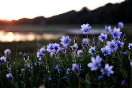 A field of small, light purple wildflowers basks in the golden light of a setting sun. The blurred...